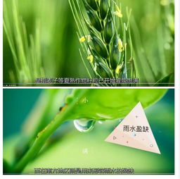 小滿不滿，麥有一險——守護麥田的最后一公里