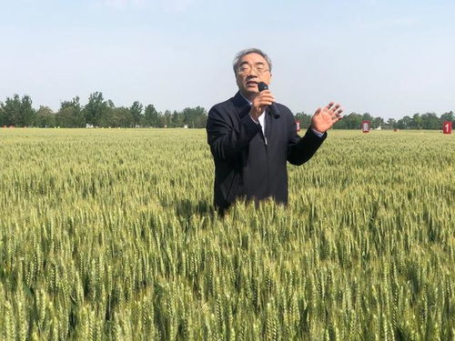 風吹麥浪碧如海，糧食安全穩如山——從一粒麥子說起