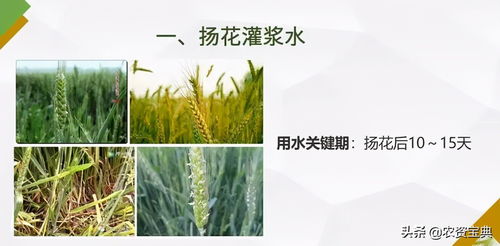 氣溫頻繁波動，麥田三防一搶需警惕