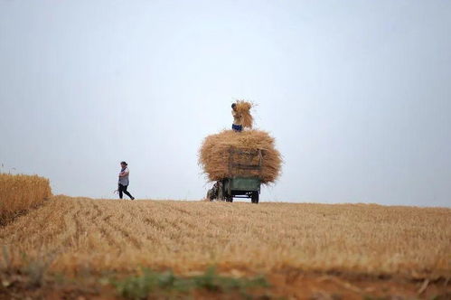 粒粒皆辛苦 一粒麥子的生命旅程