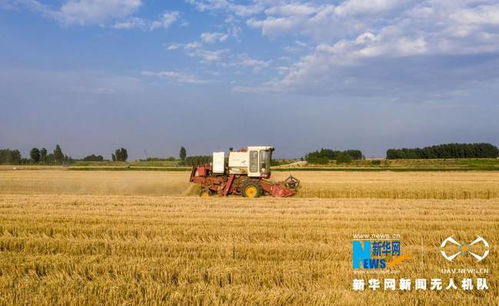 一粒麥子，見證粵地豐年 廣東頻道聚焦農業高質量發展新圖景