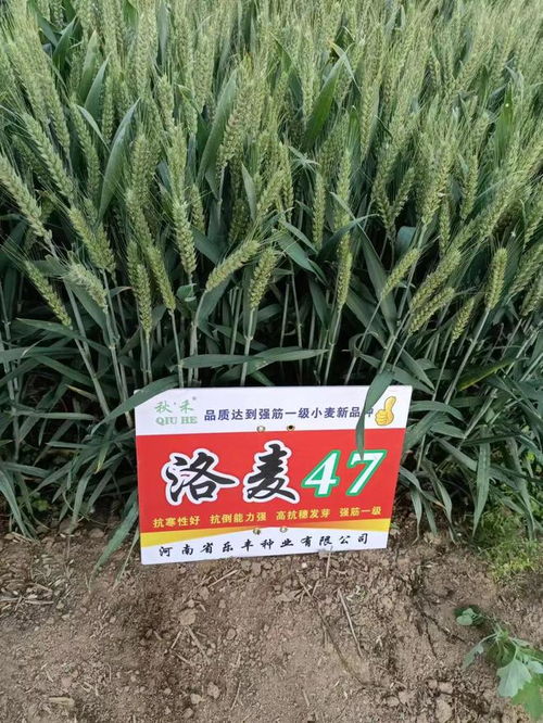 一粒麥子的豐年樂章 祝賀樂豐種業洛麥47線上招商會成功召開